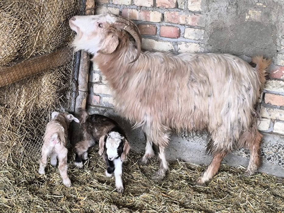 Echki sotiladi egizakchi