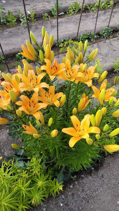 Продается дача 16,73 соток