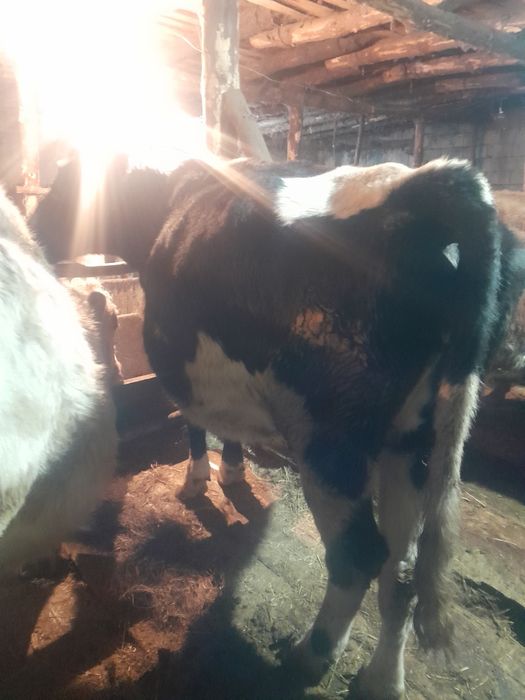 Продам коров с подсосным телятом