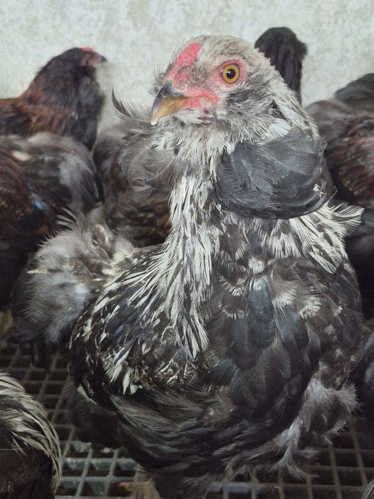 De vanzare araucana