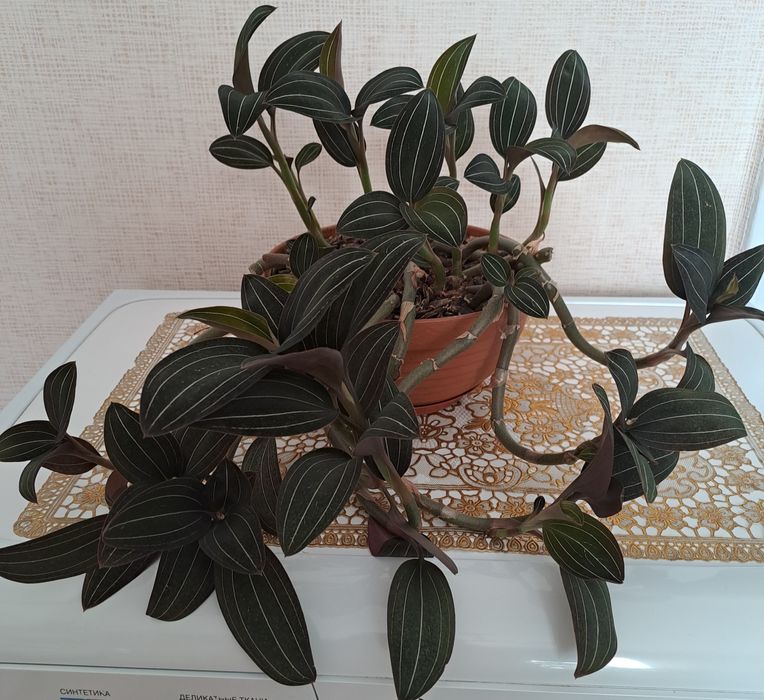 Продам комнатные цветы