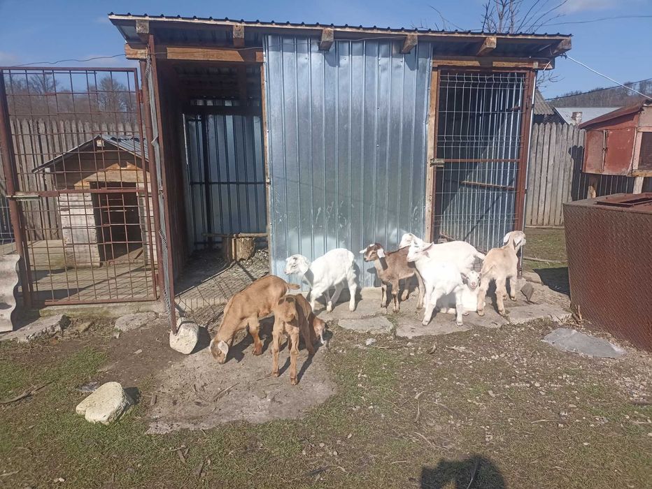 Disponibil iezi metis sannem și anglonubian