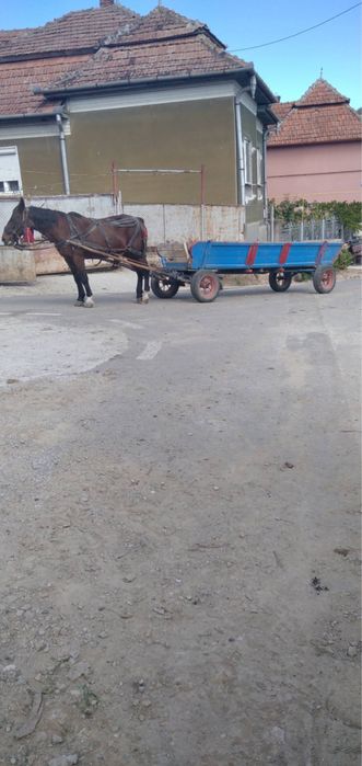 Cal cu cărută cu tot!!