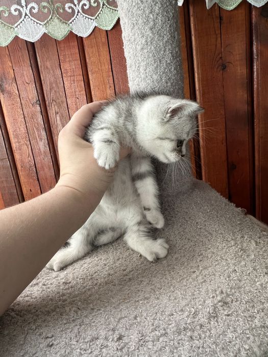 Котята Шотландской породы