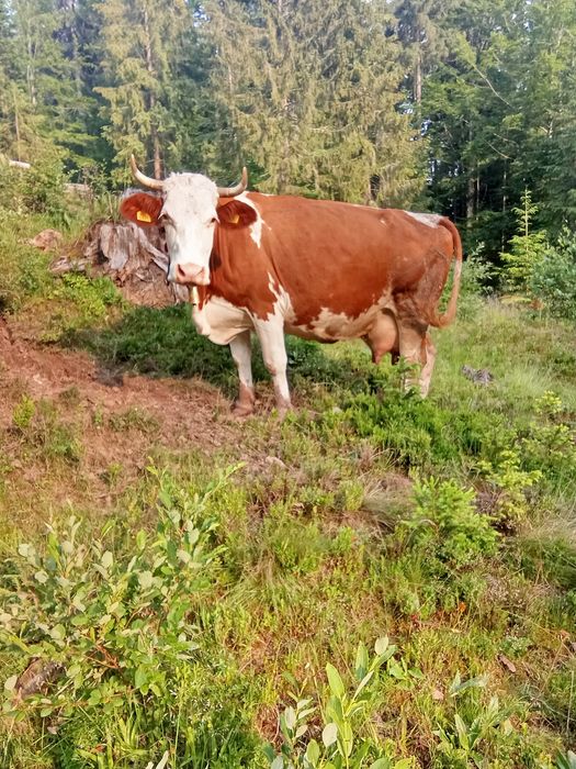 Vind Vacă bună de lapte