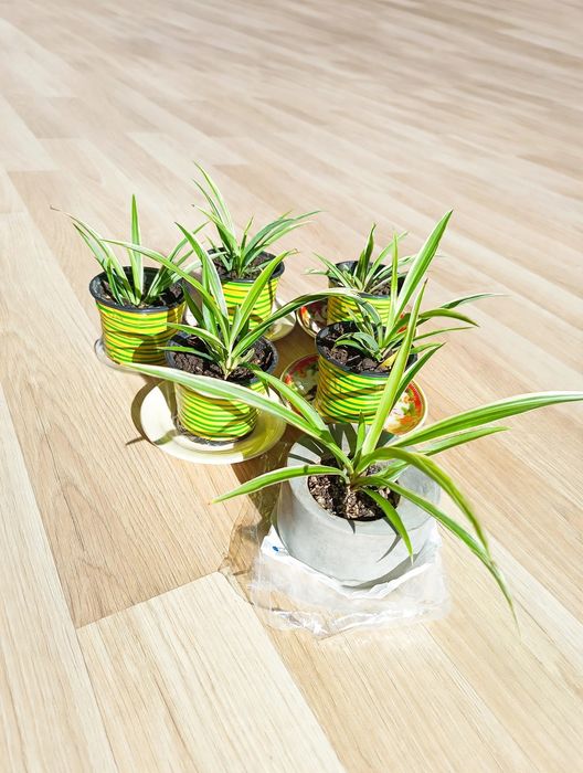 Plante Paianjen Chlorophytum