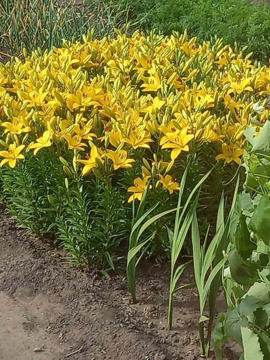 Луковицы лилий азиатских