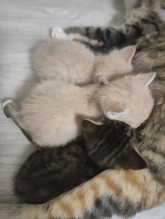 Отдам Котят В Добрые Руки