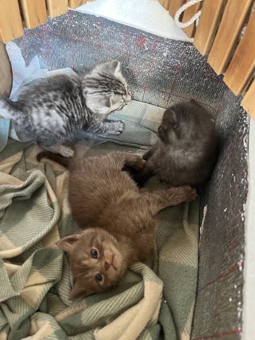 Котята добрые руки