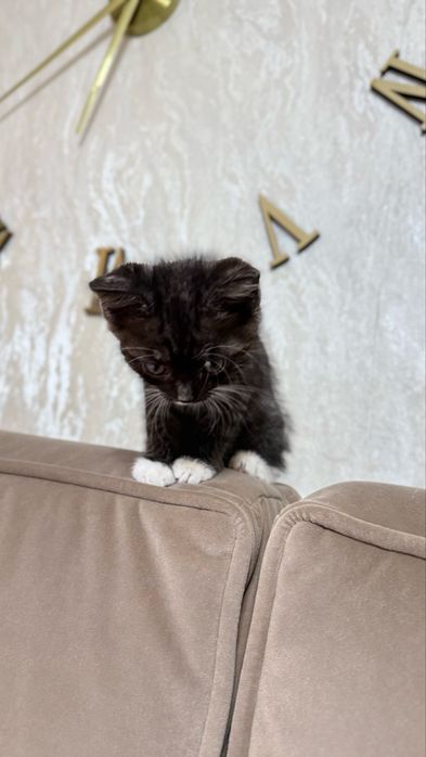 Отдам котенка в добрые руки
