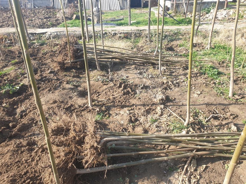 Pavloniya FTE  VA M1