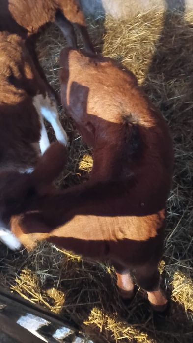 Продам телочку,недельная.