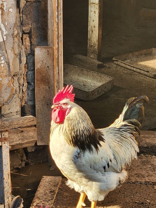 Продам петухов прошлогодних