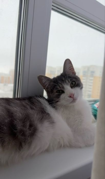 Астана. Пристраивается Мурзик! Кастрирован