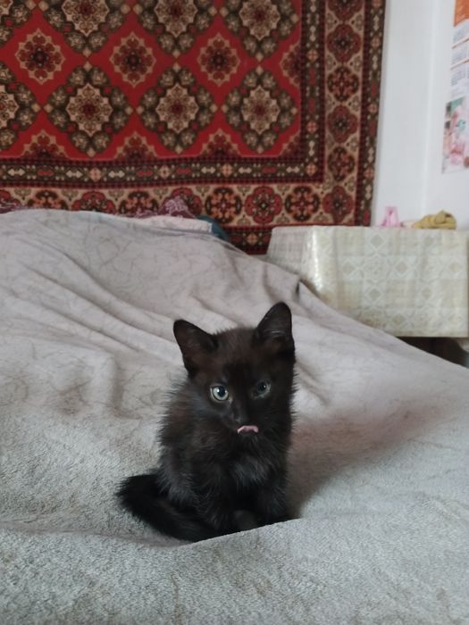 Отдам котят в добрые руки