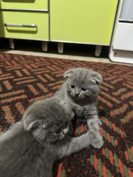 Скотиш фолд котята