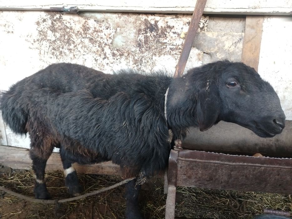 Qo'chqor qo'zi sotiladi