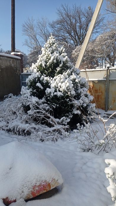 Все бу нет горонти