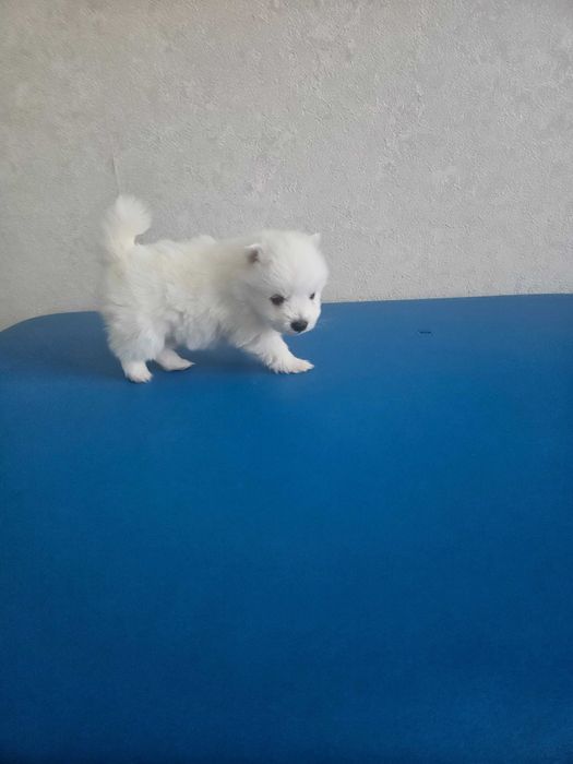 щенки японского шпица