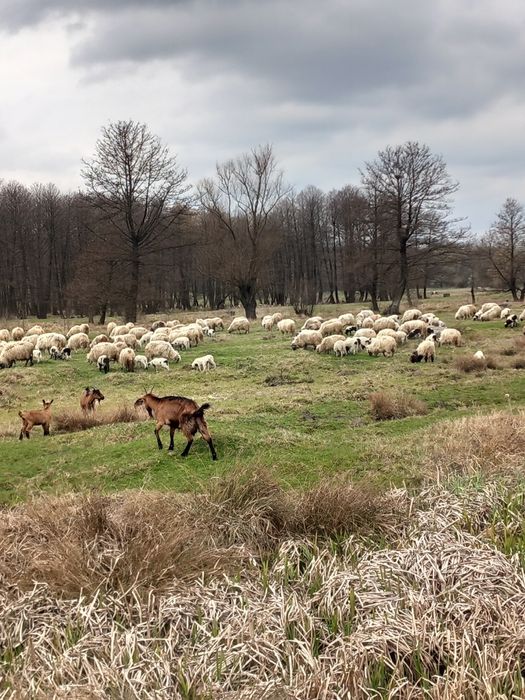 Vând oi cu miei după ele