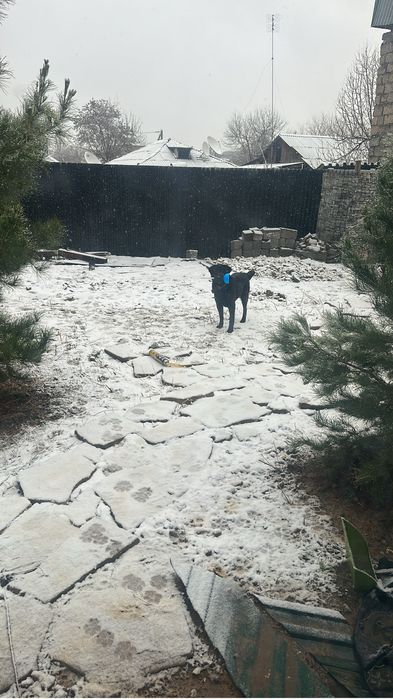 Ламбрадор сатамын