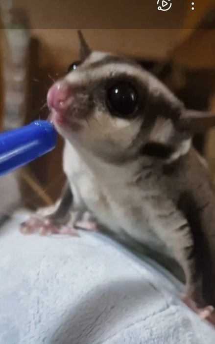 Sugar glider (veverița zburătoare, planor de zahar)