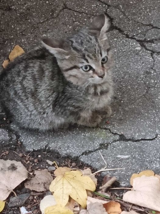 Малки котенца търсят стопани