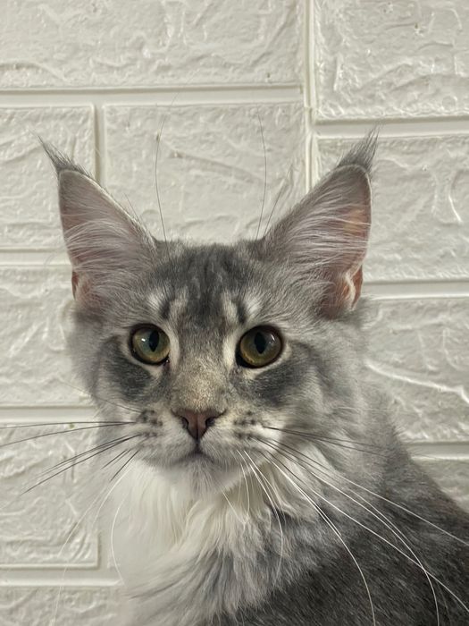 Maine Coon cu părinții campion