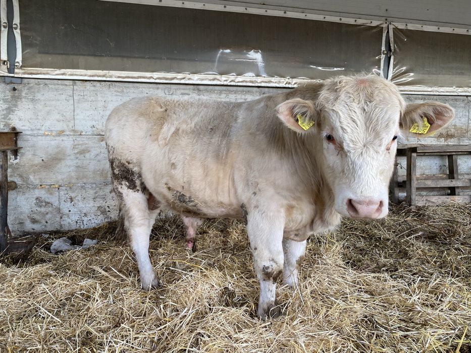 Charolais Tauri de monta