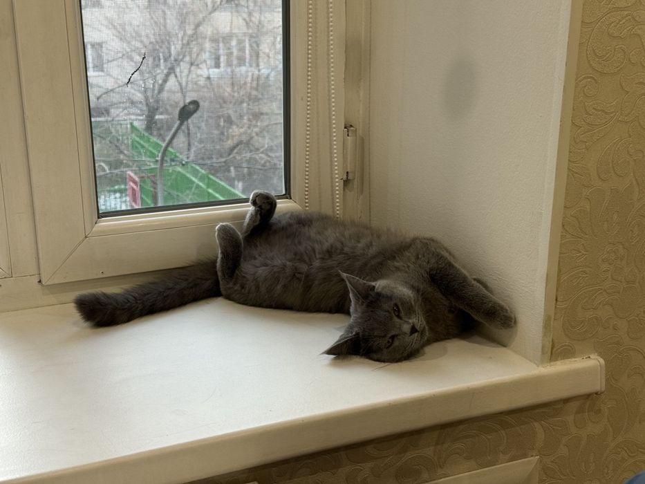 Кошечка в добрые руки