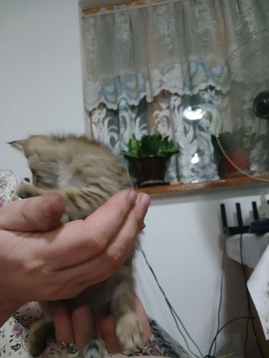 Котенок  девочка