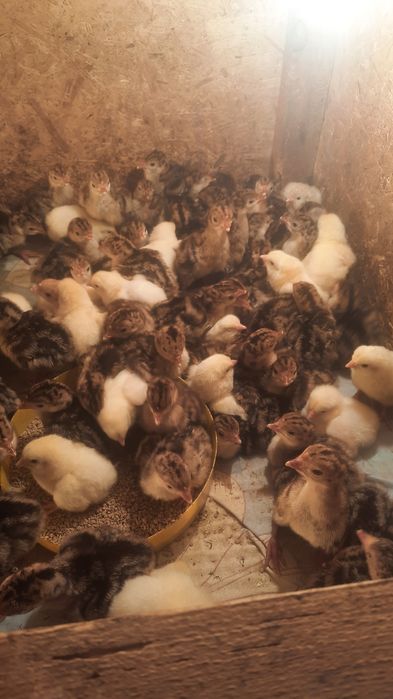 Индюк  Үндік  күрке тауық