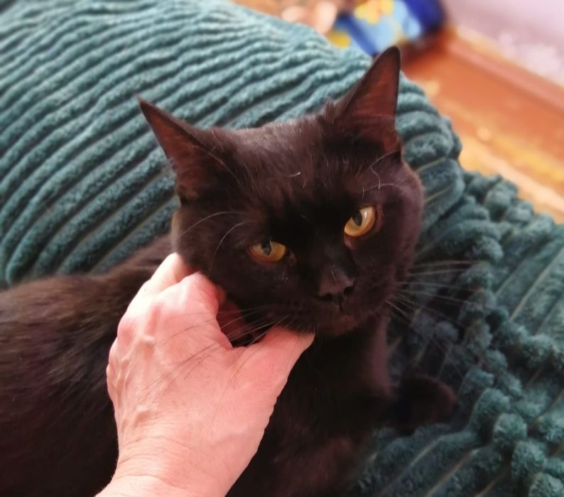 Срочно!Кота в добрые руки!