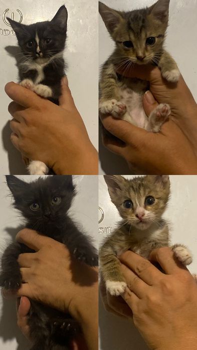 Отдам котяток в хорошие ручки.