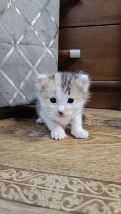 Кошечки в добрые руки