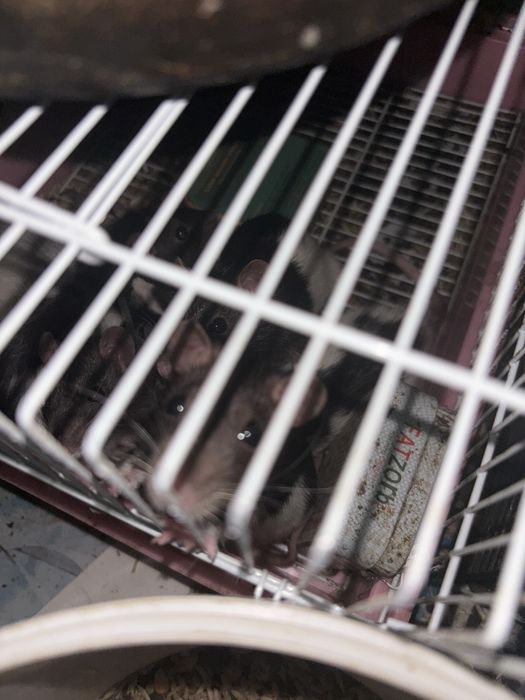 Отдаю  крыс дамбо