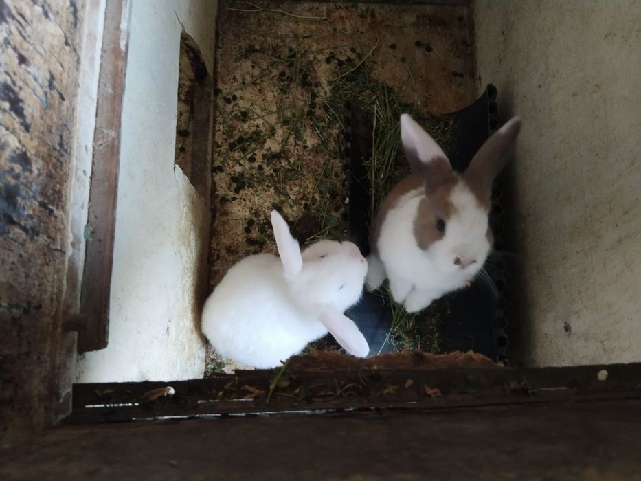 Хар хир пародали куйонлар сотилади