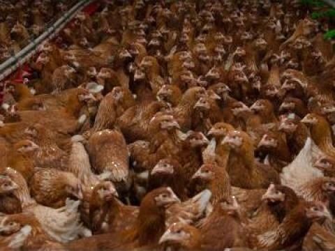 Gaini ouătoare tinere