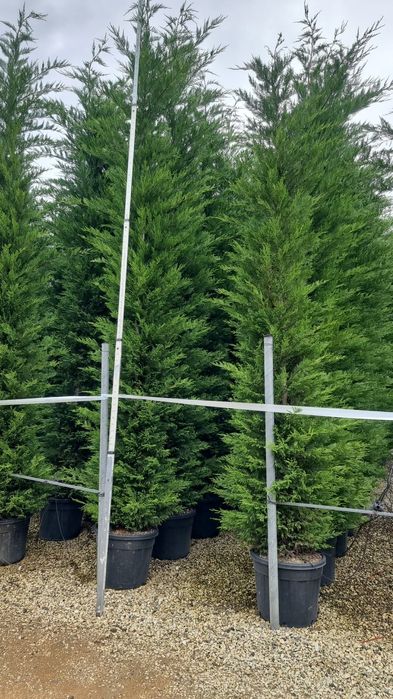 Leylandy toate dimensiunile calitate extra