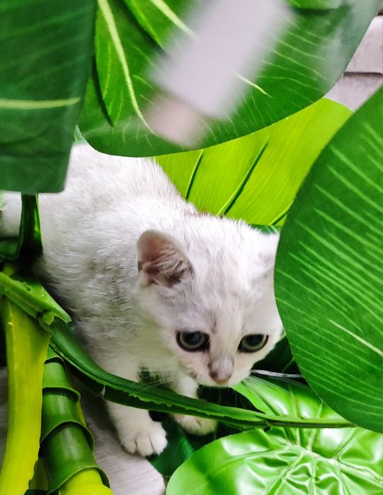 Тоза зотли британ шиншилла  мушукчалар сотилади