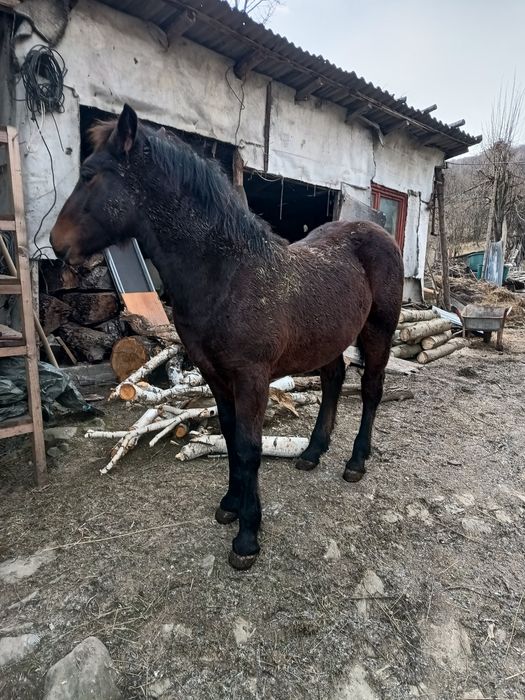 Mânz vârstă 4 luni