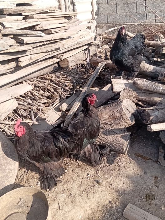 Черный кох сатылады