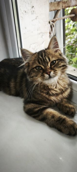 Кошечка ищет дом