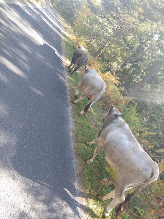 Продавам крави и бикове