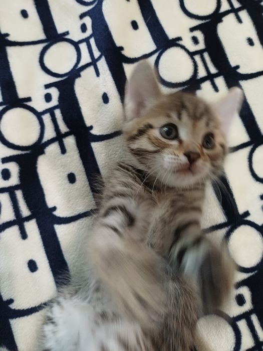 Котенок 2 мес . Срочно!!! Даром.