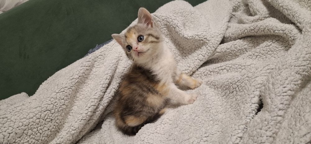 Скоттиш страйт девочка