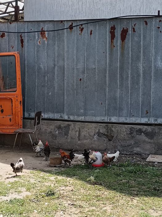 Продам карликовых петушков и курочек!