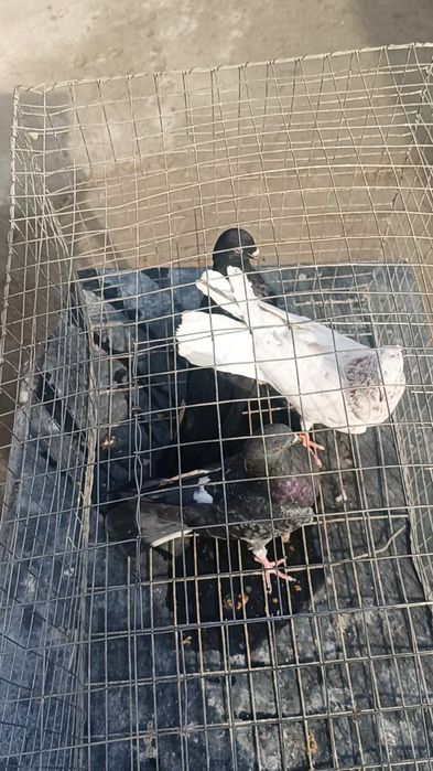 Голуби широхвостые