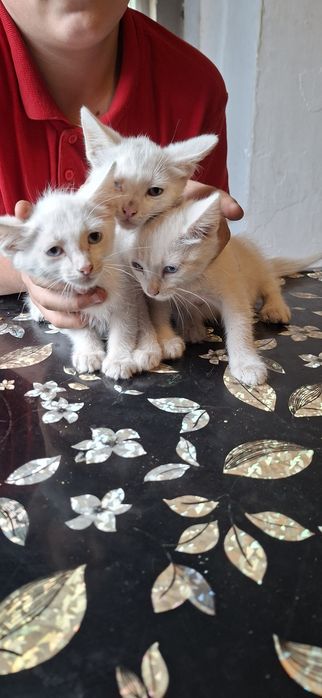 Отдам котят бесплатно