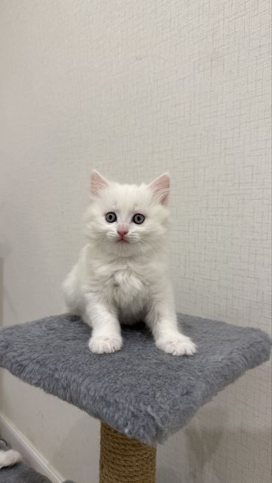 Британские котята